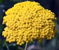 Macro of an Umbel of Tiny Yellow Flowers