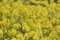 Golden Yarrow (CA 07427 Royalty Free Stock Photo