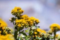 Golden Yarrow Eriophyllum confertiflorum wildflowers blooming on the shoreline of the Pacific Ocean Royalty Free Stock Photo