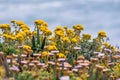 Golden Yarrow Eriophyllum confertiflorum wildflowers blooming on the shoreline of the Pacific Ocean Royalty Free Stock Photo