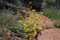 Golden Yarrow, Yellow Yarrow flowers Royalty Free Stock Photo