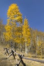 Golden Yellow Autumn Aspen Trees Along Split Rail Royalty Free Stock Photo