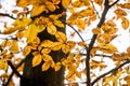 Golden yellow autumn beech leaves on a tree Royalty Free Stock Photo