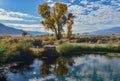 Golden yellow autumn color leaves on trees reflected in pond water Royalty Free Stock Photo