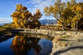 Golden yellow autumn color leaves on trees reflected in river water Royalty Free Stock Photo