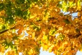 Golden Yellow Autumn Fall Leaves Royalty Free Stock Photo