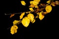 Golden yellow autumn fall leaves Royalty Free Stock Photo
