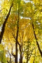 Golden Yellow of Autumn Forest Canopy Royalty Free Stock Photo