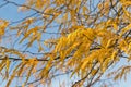 Golden yellow Autumn leaves of Moraine Honeylocust tree against Royalty Free Stock Photo