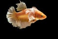 Golden yellow betta fish, Betta Fighting on black background Royalty Free Stock Photo