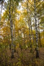 Golden yellow birch autumn in the rays of the setting sun. Illustrations, backgrounds, design Royalty Free Stock Photo