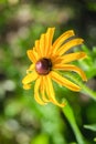 A golden yellow Black Eyed Susan isolated on a green background. Royalty Free Stock Photo