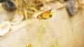 Golden Yellow Butterfly Resting on Yellow Flower in Nature Royalty Free Stock Photo