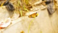 Golden Yellow Butterfly Resting on Yellow Flower in Nature Royalty Free Stock Photo