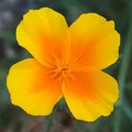 A golden yellow California Poppy flower in full bloom