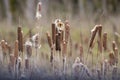 golden yellow cattail reeds going to seed