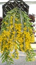 Golden yellow Champa flowers that are naturally