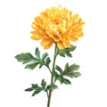 Golden Yellow Chrysanthemum Flower HighResolution Image Royalty Free Stock Photo