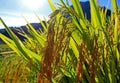 Golden rice spikes Royalty Free Stock Photo