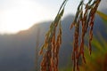 Golden rice spikes Royalty Free Stock Photo