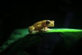 A golden or yellow colored clown tree frog, Dendropsophus sarayacuensis, standing on a green leaf with a black background