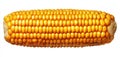 Golden Yellow Corn Cob Isolated on White Background Macro View Detailed Texture of Kernels Royalty Free Stock Photo