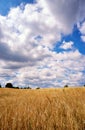 Golden yellow cornfield with clear blue sky and white clouds Royalty Free Stock Photo