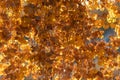 Golden yellow cottonwood leaves glow with sunlight on a crisp autumn day. Royalty Free Stock Photo