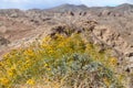 California Park Series - Anza-Borrego Desert - Brittlebush Flowering Plant - Encelia farinosa Royalty Free Stock Photo