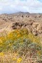 California Park Series - Anza-Borrego Desert - Brittlebush Flowering Plant - Encelia farinosa Royalty Free Stock Photo