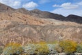 California Park Series - Anza-Borrego Desert - Brittlebush Flowering Plant - Encelia farinosa Royalty Free Stock Photo