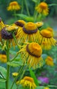 Golden yellow echinacea flowers