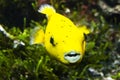 Golden yellow fancy carp fish Nanashigoi Doitsu is happily swimming in fish pond. Golden koi fish means wealth. It`s popular to b Royalty Free Stock Photo