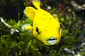 Golden yellow fancy carp fish Nanashigoi Doitsu is happily swimming in fish pond. Golden koi fish means wealth. It`s popular to b