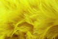 Golden yellow feathers texture with high resolution for background and design