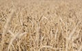 Golden yellow  field of ripe wheat with golden spikelets, selective focus Royalty Free Stock Photo