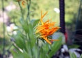 Golden and yellow flower heads of Calendula officinalis Royalty Free Stock Photo