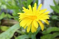 Golden and yellow flower heads of Calendula officinalis Royalty Free Stock Photo