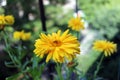 Golden and yellow flower heads of Calendula officinalis Royalty Free Stock Photo