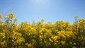 Golden yellow flowering rape field against blue clear sky. Royalty Free Stock Photo