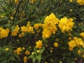 Golden yellow flowers of Kerria japonica Royalty Free Stock Photo