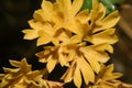 Golden yellow folios bunch, dried Parsley leaves