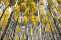 Golden yellow forest of fall aspen trees in a black and white Co