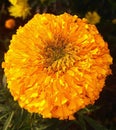 Golden yellow fully blossomed and shining Marigold flower in a garden