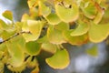 Golden yellow Ginkgo leaf