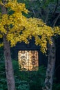 Golden yellow ginkgo tree leaves outside two lightened traditional Chinese windows