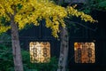 Golden yellow ginkgo tree leaves outside two lightened traditional Chinese windows