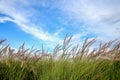 Golden yellow grass with a beautiful sky