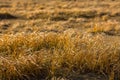 Golden yellow grass in the Mongolian steppe in Western Mongolia. Autumn. Royalty Free Stock Photo