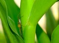 Golden yellow head spider animal on green leaf in thailand. Furry small insect  eight legs Royalty Free Stock Photo